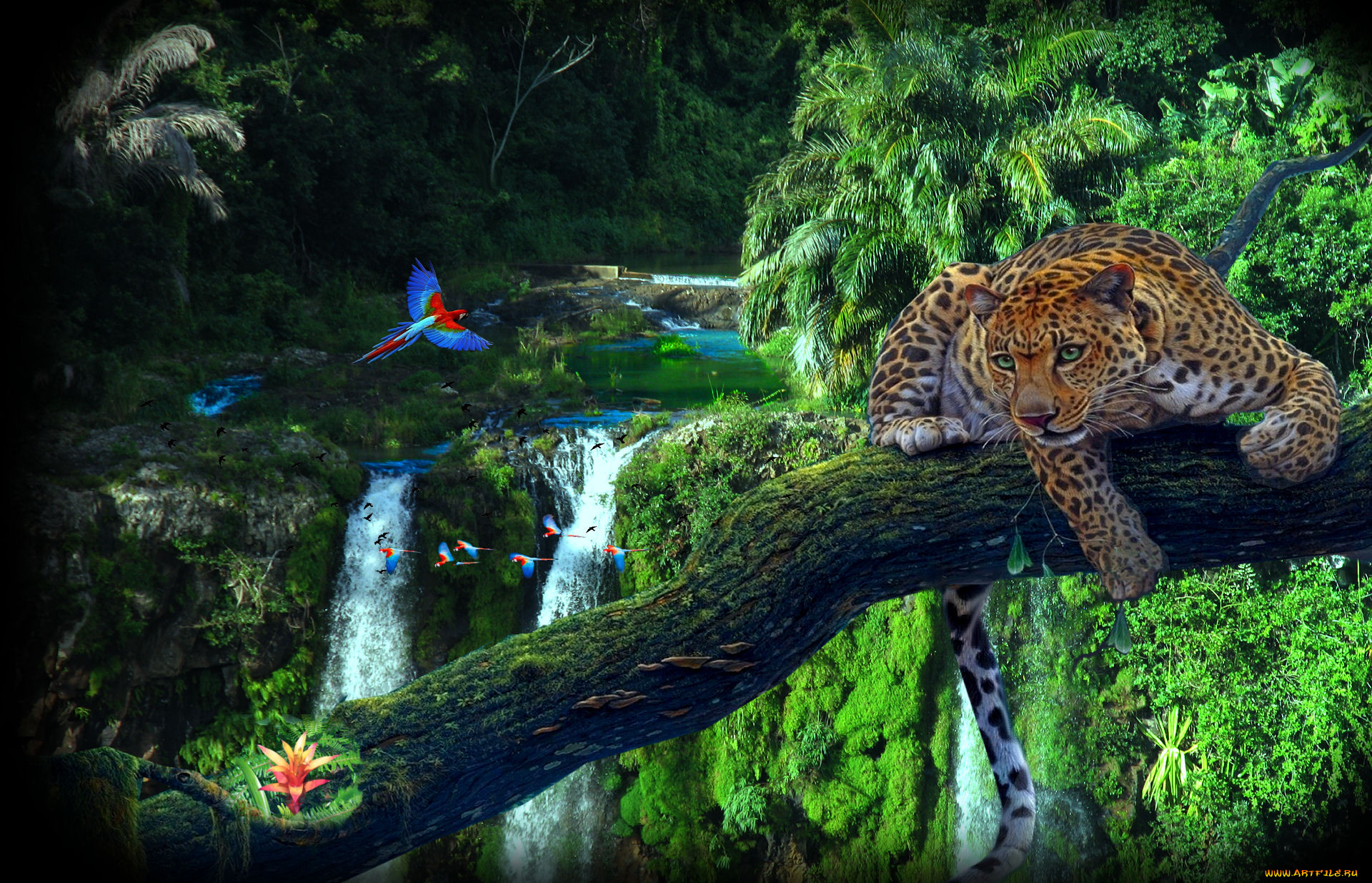 , , , , , amazon, jungl, 